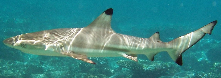 Blacktip reef shark swimming in coastal waters